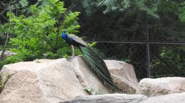 Çiftleşme tüyüne sahip erkek tavus kuşu parkta bir geçitte duruyor. Tavus kuşları güzel tüyleriyle ünlüdür. Tavus kuşu doğal ortamında dans ediyor Ranthambore Ulusal Parkı 'nda, Tavuskuşu Dans Gösterimi - Tavuskuşu Tüyleri