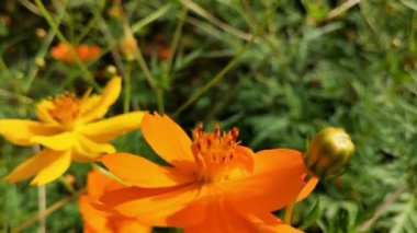 Koreopsis grandiflora çiçeği ve çiçek nektarı yiyen bal arısı. Güneşli bir günde, büyük çizgili bir arı sarı bir çiçekte bal toplar. Makro yatay fotoğrafçılık. Yaz ve bahar arkaplanları Ayrıntılar 