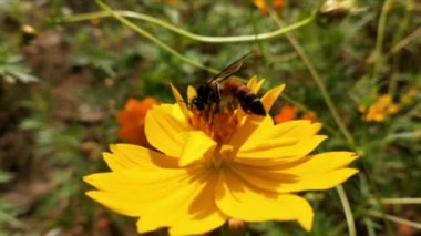 Arı ve çiçek. Güneşli bir günde, büyük çizgili bir arı sarı bir çiçekte bal toplar. Makro yatay fotoğrafçılık. Yaz ve bahar arkaplanları. Koreopsis grandiflora çiçeğinin nektarını yiyen bal arısı. Arı ve çiçek. Arıyı kapat.