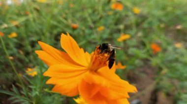 Arı ve çiçek. Güneşli bir günde, büyük çizgili bir arı sarı bir çiçekte bal toplar. Makro yatay fotoğrafçılık. Yaz ve bahar arkaplanları. Koreopsis grandiflora çiçeğinin nektarını yiyen bal arısı. Arı ve çiçek. Arıyı kapat.