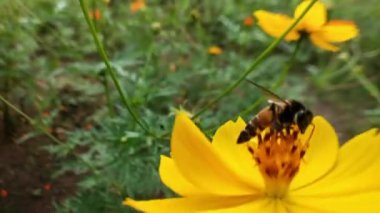 Arı ve çiçek. Güneşli bir günde, büyük çizgili bir arı sarı bir çiçekte bal toplar. Makro yatay fotoğrafçılık. Yaz ve bahar arkaplanları. Koreopsis grandiflora çiçeğinin nektarını yiyen bal arısı. Arı ve çiçek. Arıyı kapat.
