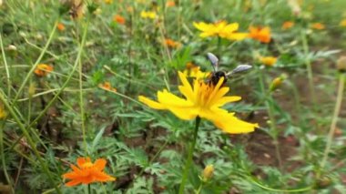 Arı ve çiçek. Güneşli bir günde, büyük çizgili bir arı sarı bir çiçekte bal toplar. Makro yatay fotoğrafçılık. Yaz ve bahar arkaplanları. Koreopsis grandiflora çiçeğinin nektarını yiyen bal arısı. Arı ve çiçek. Arıyı kapat.