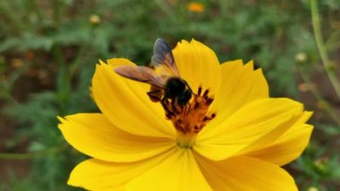 Arı ve çiçek. Güneşli bir günde, büyük çizgili bir arı sarı bir çiçekte bal toplar. Makro yatay fotoğrafçılık. Yaz ve bahar arkaplanları. Koreopsis grandiflora çiçeğinin nektarını yiyen bal arısı. Arı ve çiçek. Arıyı kapat.