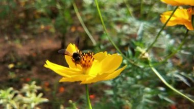 Arı ve çiçek. Güneşli bir günde, büyük çizgili bir arı sarı bir çiçekte bal toplar. Makro yatay fotoğrafçılık. Yaz ve bahar arkaplanları. Koreopsis grandiflora çiçeğinin nektarını yiyen bal arısı. Arı ve çiçek. Arıyı kapat.