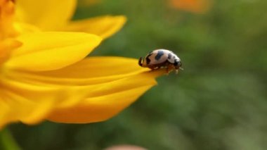 Macro Uğur Kuşu havalanmadan önce kanatlarını yavaş çekimde bir çimen sapıyla açtı. Kıllı Kabuk Böceği makro yakın plan, yaprakta oturan yedi noktalı uğur böceği (uğur böceği). Yeşil yaprağın üzerinde kırmızı bir uğur böceği, kanatlarını açıp fırlattı..