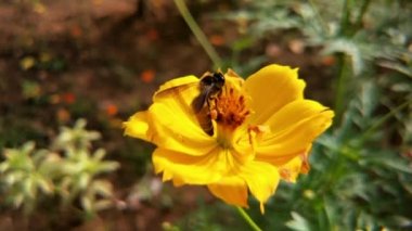 Arı ve çiçek. Güneşli bir günde, büyük çizgili bir arı sarı bir çiçekte bal toplar. Makro yatay fotoğrafçılık. Yaz ve bahar arkaplanları. Bal arısı Apies Mellifera 'nın yakın plan görüntüleri. Polen arısıyla kaplanmış batı bal arısı.