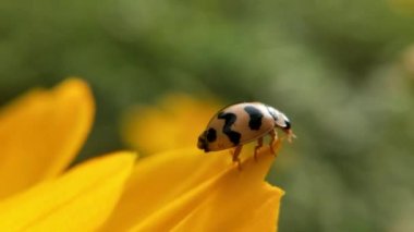 Macro Uğur Kuşu havalanmadan önce kanatlarını yavaş çekimde bir çimen sapıyla açtı. Kıllı Kabuk Böceği makro yakın plan, yaprakta oturan yedi noktalı uğur böceği (uğur böceği). Orange Daisy 'deki bal arısı, yeşil arka planda, parkta çiçekler, ayrıntı 