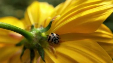 Macro Uğur Kuşu havalanmadan önce kanatlarını yavaş çekimde bir çimen sapıyla açtı. Kıllı Kabuk Böceği makro yakın plan, yaprakta oturan yedi noktalı uğur böceği (uğur böceği). Orange Daisy 'deki bal arısı, yeşil arka planda, parkta çiçekler, ayrıntı 