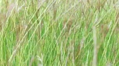 Arı ve çiçek. Güneşli bir günde, büyük çizgili bir arı sarı bir çiçekte bal toplar. Makro yatay fotoğrafçılık. Yaz ve bahar arkaplanları. Bal arısı Apies Mellifera 'nın yakın plan görüntüleri. Polen arısıyla kaplanmış batı bal arısı.