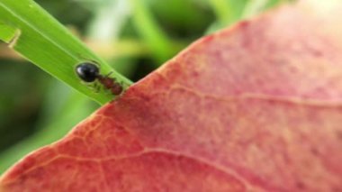 Macro Uğur Kuşu havalanmadan önce kanatlarını yavaş çekimde bir çimen sapıyla açtı. Kıllı Kabuk Böceği makro yakın plan, yaprakta oturan yedi noktalı uğur böceği (uğur böceği). Orange Daisy 'deki bal arısı, yeşil arka planda, parkta çiçekler, ayrıntı 