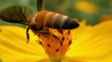 Parkta turuncu papatya çiçekleri, yeşil arka planda bal arısı, turuncu kozmos sülfürlü çiçekli bal arısı detayı. hayvan, güzel, arı, çiçek, çiçek, çiçek, böcek, yakın çekim, renkli, detay, çiçek, çiçek, sinek arısı
