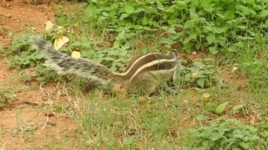Şirin bir sincap fındık seçer. Sincap fındık kokluyor. Hayvan, vahşi, sevimli, kemirgen, doğa, orman, fındık, kütük, makro, bulanık arka plan, seçim, komik, merak. Yeşil bir dalda oturan tilki sincabı portresi (Sciurus niger).
