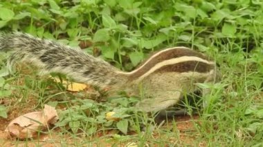 Şirin bir sincap fındık seçer. Sincap fındık kokluyor. Hayvan, vahşi, sevimli, kemirgen, doğa, orman, fındık, kütük, makro, bulanık arka plan, seçim, komik, merak. Yeşil bir dalda oturan tilki sincabı portresi (Sciurus niger).