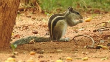 Şirin bir sincap fındık seçer. Sincap fındık kokluyor. Hayvan, vahşi, sevimli, kemirgen, doğa, orman, fındık, kütük, makro, bulanık arka plan, seçim, komik, merak. Yeşil bir dalda oturan tilki sincabı portresi (Sciurus niger).