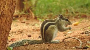 Şirin bir sincap fındık seçer. Sincap fındık kokluyor. Hayvan, vahşi, sevimli, kemirgen, doğa, orman, fındık, kütük, makro, bulanık arka plan, seçim, komik, merak. Yeşil bir dalda oturan tilki sincabı portresi (Sciurus niger).
