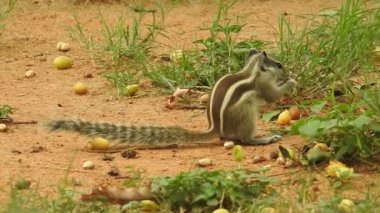 Şirin bir sincap fındık seçer. Sincap fındık kokluyor. Hayvan, vahşi, sevimli, kemirgen, doğa, orman, fındık, kütük, makro, bulanık arka plan, seçim, komik, merak. Yeşil bir dalda oturan tilki sincabı portresi (Sciurus niger).