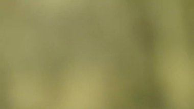 Şirin bir sincap fındık seçer. Sincap fındık kokluyor. Hayvan, vahşi, sevimli, kemirgen, doğa, orman, fındık, kütük, makro, bulanık arka plan, seçim, komik, merak. Yeşil bir dalda oturan tilki sincabı portresi (Sciurus niger).