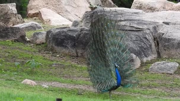 Ein Blauer Pfau Breitet Seinen Schwanz Auf Grünem Gras Aus — Stockvideo