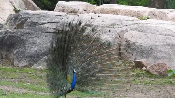 Ein Blauer Pfau Breitet Seinen Schwanz Auf Grünem Gras Aus — Stockvideo