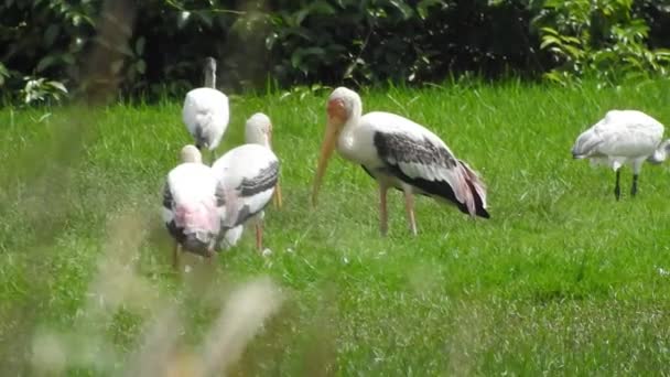 Stork Isolated White Stork Nest Blue Sky Two Storks Nest — Vídeos de Stock