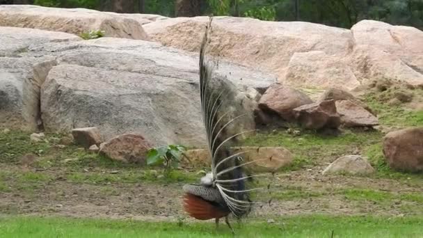 Blue Peacock Fanning Its Tail Green Grass Closeup Head Adult — Stock Video