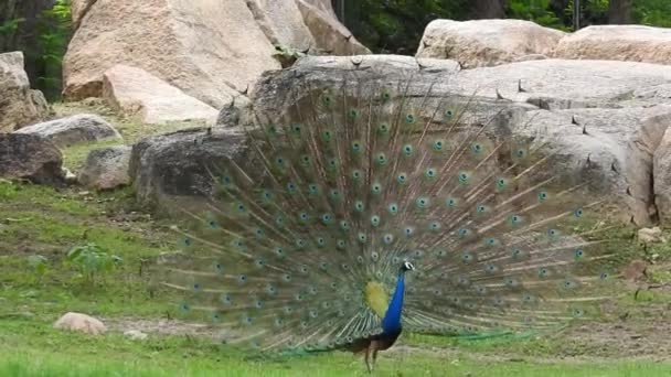 Blue Peacock Fanning Its Tail Green Grass Closeup Head Adult — 비디오