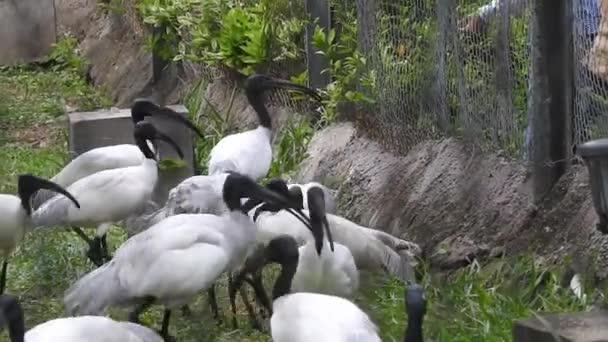 Stork Isolated White Stork Nest Blue Sky Two Storks Nest — Stock Video