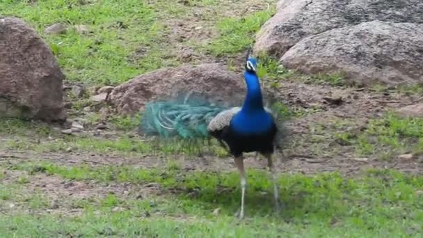 緑の草の上に青い孔雀の尾 大人の青い孔雀の頭の閉鎖 尾をゆっくりと撤回した 孔雀はその美しい羽を振ってゆっくりと回転し 自然の求愛儀式は 鳥の羽の羽を出した 孔雀のダンス — ストック動画