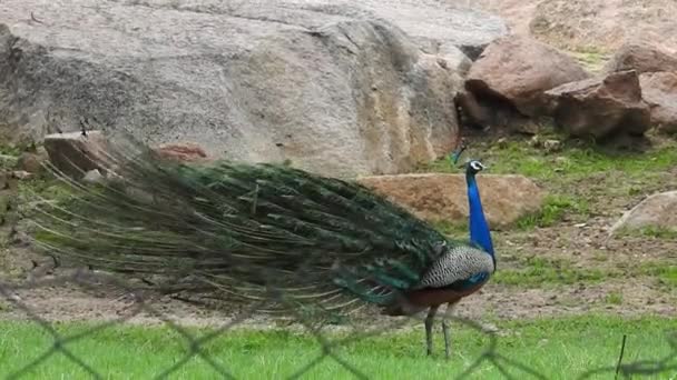 緑の草の上に青い孔雀の尾 大人の青い孔雀の頭の閉鎖 尾をゆっくりと撤回した 孔雀はその美しい羽を振ってゆっくりと回転し 自然の求愛儀式は 鳥の羽の羽を出した 孔雀のダンス — ストック動画