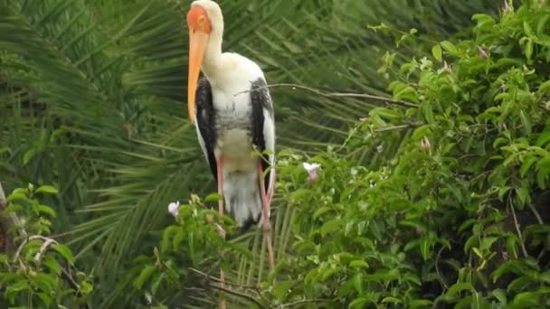 Stork Isolated White Stork Nest Blue Sky Two Storks Nest — Video Stock