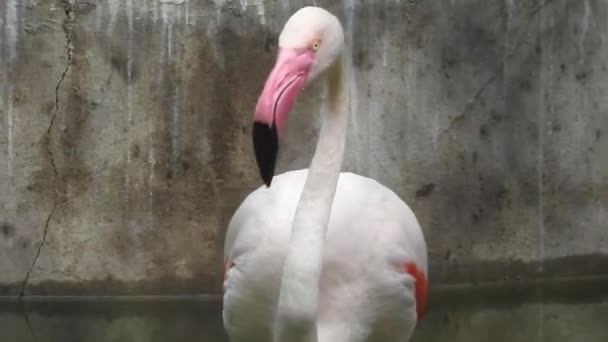 Greater Flamingo Phoenicopterus Roseus Bird Landing Amongst Group Flamboyance Greater — Vídeos de Stock
