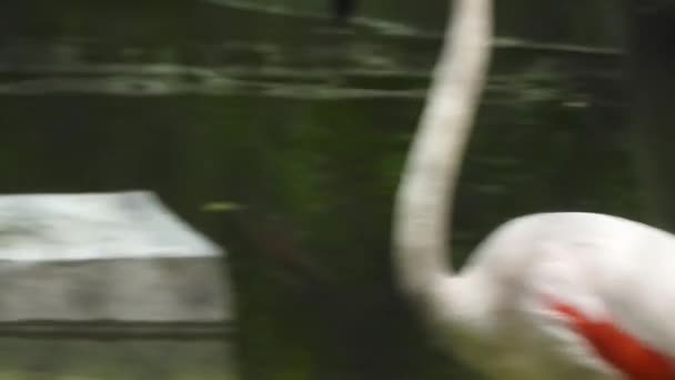 Grotere Flamingo Phoenicopterus Roseus Vogellanding Onder Groep Een Flamboyance Van — Stockvideo
