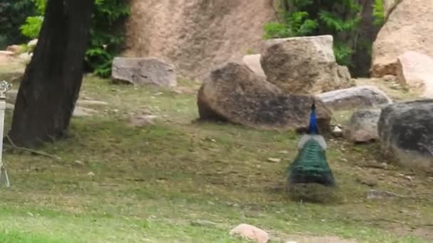 園内の歩道には 雄クジャクの交尾羽が全面的に展示されていた 孔雀は彼らの美しい急落で有名です ランタンボア国立公園の自然の生息地での孔雀のダンス 孔雀のダンスディスプレイ ピーコックは羽を示す — ストック動画