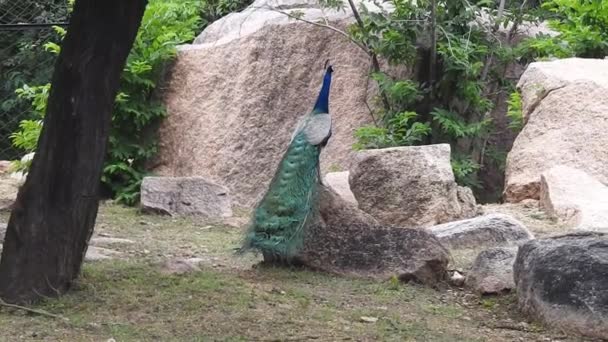 園内の歩道には 雄クジャクの交尾羽が全面的に展示されていた 孔雀は彼らの美しい急落で有名です ランタンボア国立公園の自然の生息地での孔雀のダンス 孔雀のダンスディスプレイ ピーコックは羽を示す — ストック動画
