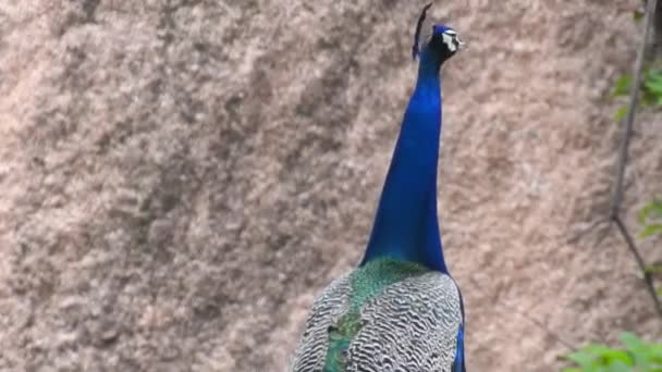 Male Peacock Mating Plumage Fully Displayed Standing Walkway Park Peacocks — Vídeo de stock