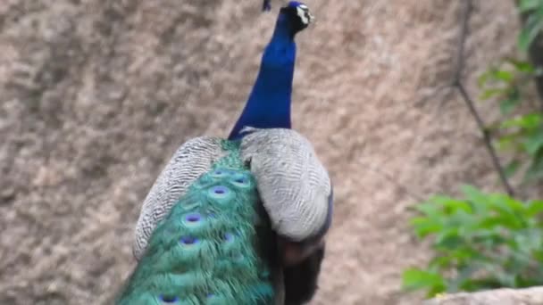 Male Peacock Mating Plumage Fully Displayed Standing Walkway Park Peacocks — Vídeos de Stock