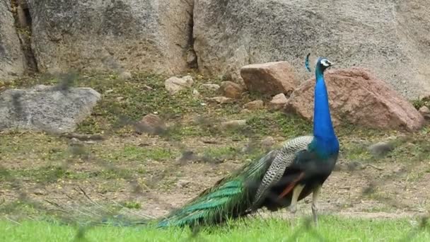 Male Peacock Mating Plumage Fully Displayed Standing Walkway Park Peacocks — 비디오