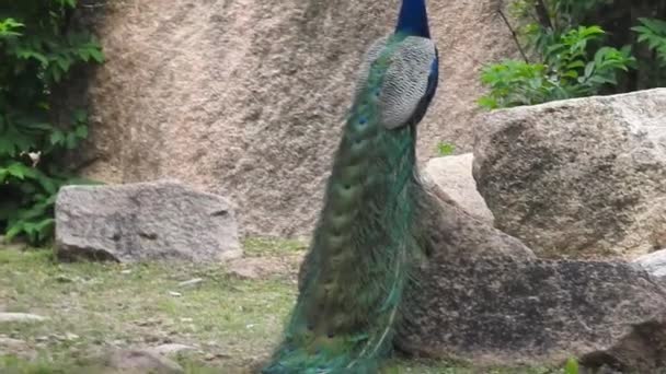 Male Peacock Mating Plumage Fully Displayed Standing Walkway Park Peacocks — Vídeo de Stock
