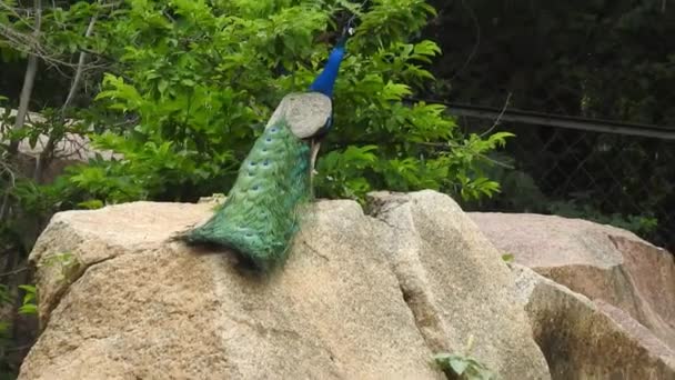 Male Peacock Mating Plumage Fully Displayed Standing Walkway Park Peacocks — Vídeos de Stock