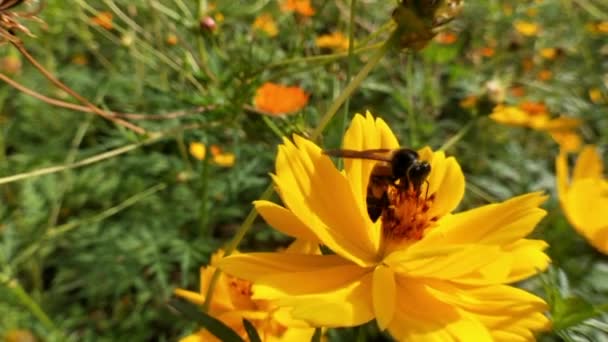 Honigbienen Die Nektar Von Coreopsis Grandiflora Fressen Blühen Und Blühen — Stockvideo