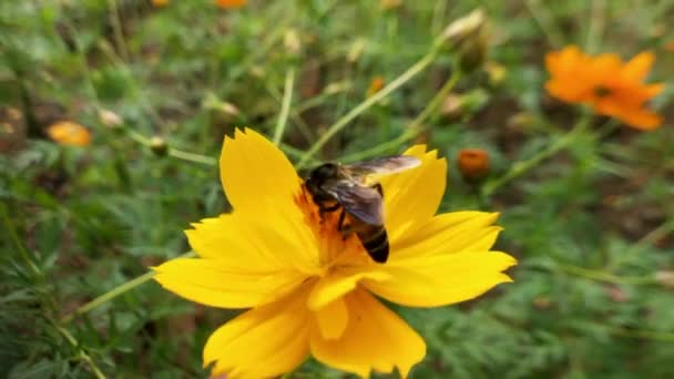 Pszczoła Miodna Jedząca Nektar Coreopsis Grandiflora Kwiat Pszczoła Kwiat Zbliżenie — Wideo stockowe