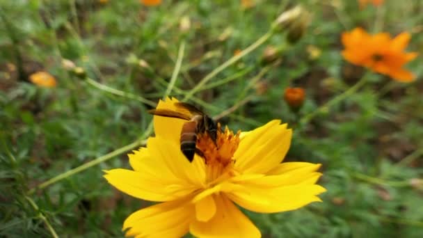 ミツバチがコリアシの花の蜜を食べるミツバチと花 大きな縞模様の蜂のクローズアップは 晴れた日に黄色の花に蜂蜜を収集します マクロ水平撮影 夏と春の背景詳細情報 — ストック動画