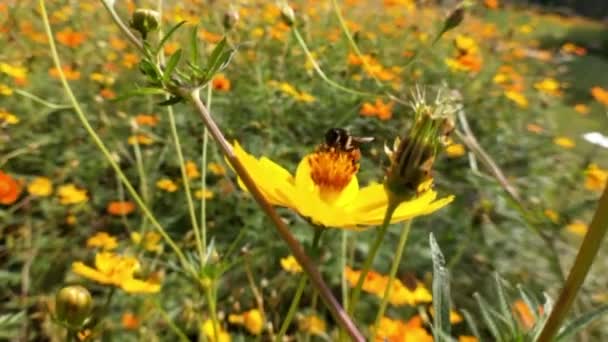 Honingbij Etende Nectar Van Coreopsis Grandiflora Bloem Bijen Bloemen Close — Stockvideo