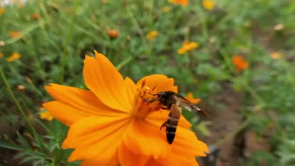 蜂と花 大きな縞模様の蜂のクローズアップは 晴れた日に黄色の花に蜂蜜を収集します マクロ水平撮影 夏と春の背景 ミツバチはコリアシの花の蜜を食べる 蜂と花 蜂を閉めろ — ストック動画