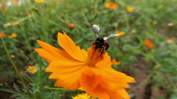 蜜蜂和花朵 在阳光灿烂的日子里 一只大而有条纹的蜜蜂在一朵黄色的花朵上采蜜 宏观水平摄影 夏天和春天的背景蜜蜂吃山楂花的花蜜 蜜蜂和花朵 近蜂近蜂 — 图库视频影像