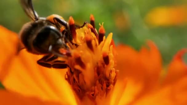 일월의 커다란 줄무늬 모은다 매크로 꿀벌은 Coreopsis Grandiflyflower 화밀을 먹습니다 — 비디오