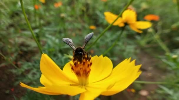 Bijen Bloemen Close Van Een Grote Gestreepte Bij Verzamelt Honing — Stockvideo