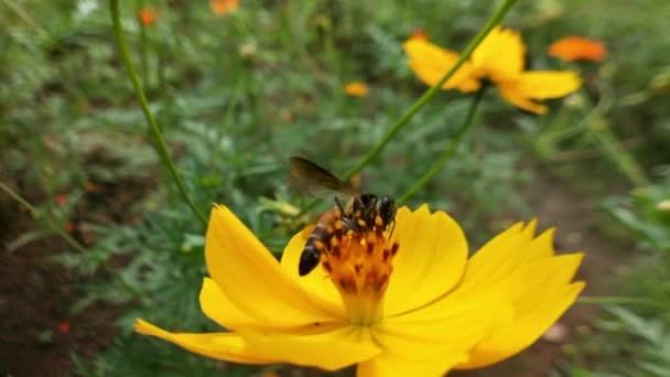 蜜蜂和花朵 在阳光灿烂的日子里 一只大而有条纹的蜜蜂在一朵黄色的花朵上采蜜 宏观水平摄影 夏天和春天的背景蜜蜂吃山楂花的花蜜 蜜蜂和花朵 近蜂近蜂 — 图库视频影像