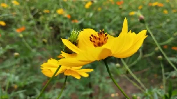 Pszczoła Kwiat Zbliżenie Duży Prążkowany Pszczoła Zbieram Miód Żółty Kwiat — Wideo stockowe