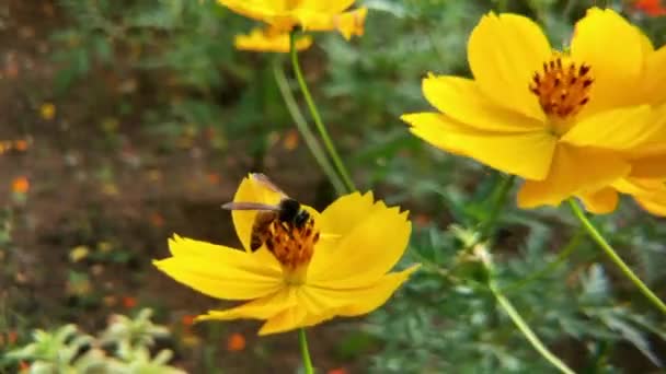 Μέλισσα Και Λουλούδι Κοντινό Πλάνο Ενός Μεγάλου Ριγέ Μέλισσα Συλλέγει — Αρχείο Βίντεο